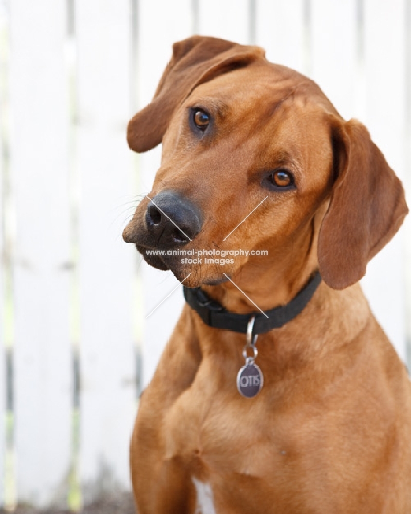 rhodesian near a fence, portrait