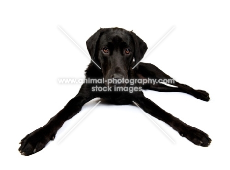 Black Labrador lying in the studio, legs spread wide