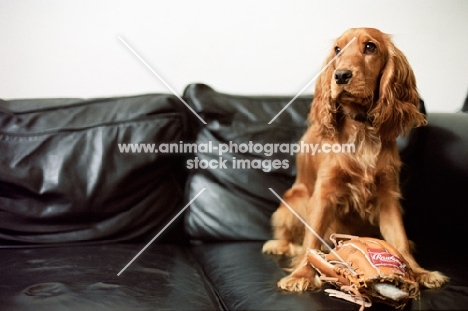 spaniel sitting on sofa with toy