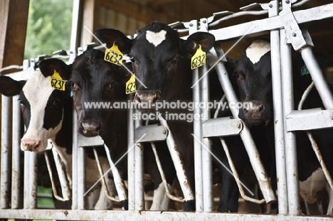 four Holstein Friesian cows in stable