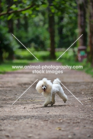 white miniature poodle walking on a path in a beautiful forest scenery