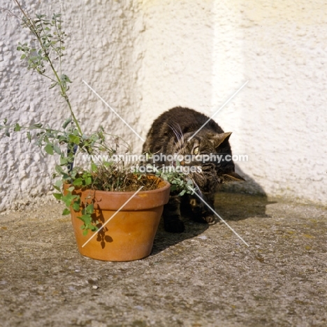 tabby cat eating catmint