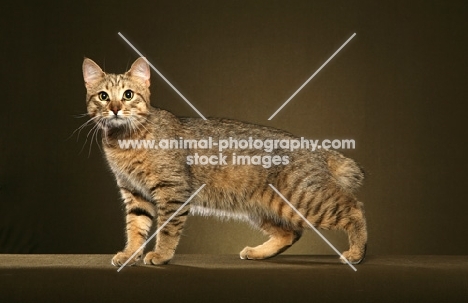 shorthaired Pixie Bob in studio