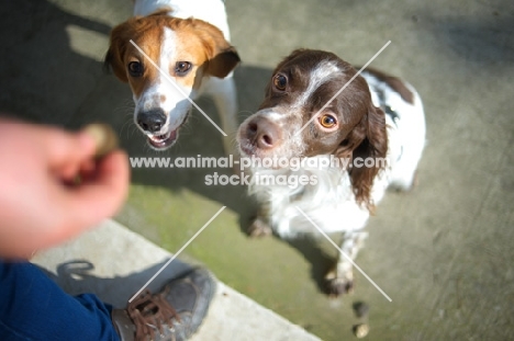 White and liver Brittany and mongrel dog looking at owner's hand and waiting for a treat