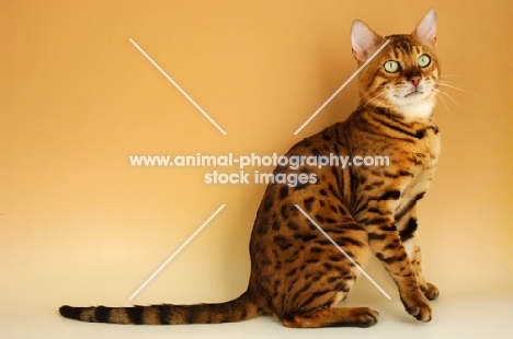 brown spotted bengal sitting down on beige background