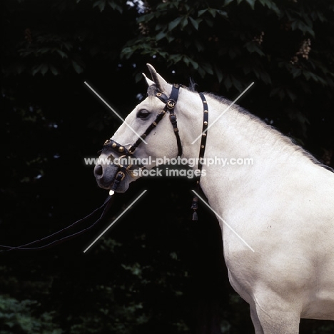 lipizzaner stallion at Szilvasvarad