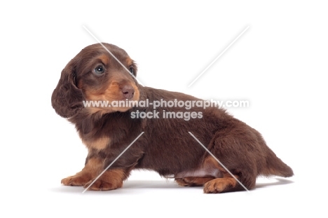 Chocolate Tan coloured longhaired miniature Dachshund puppy, sitting down