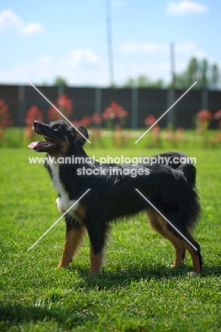 black tri color australian shepherd standing