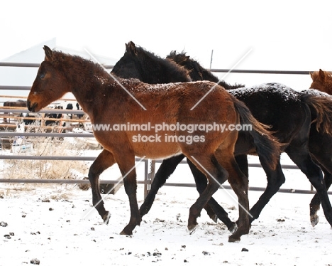 Morgan Horse in winter, walking