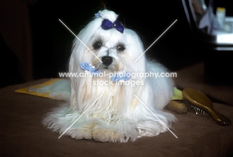 twinkle star countess holland, maltese at a show