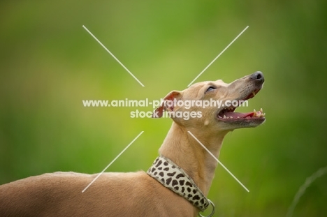 profile portrait of a red italian greyhound