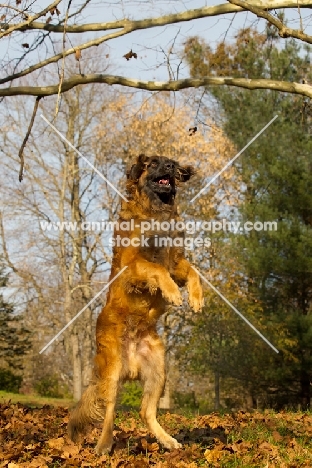 Leonberger jumping up