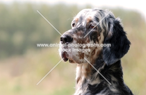 English Setter portrait