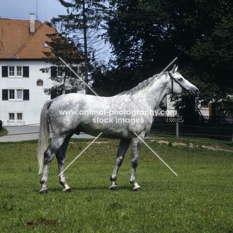 pluto, wurttemberger stallion  at Marbach stud germany 