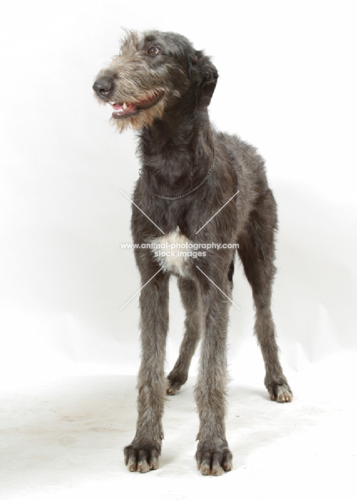 blue grey Deerhound standing on white background