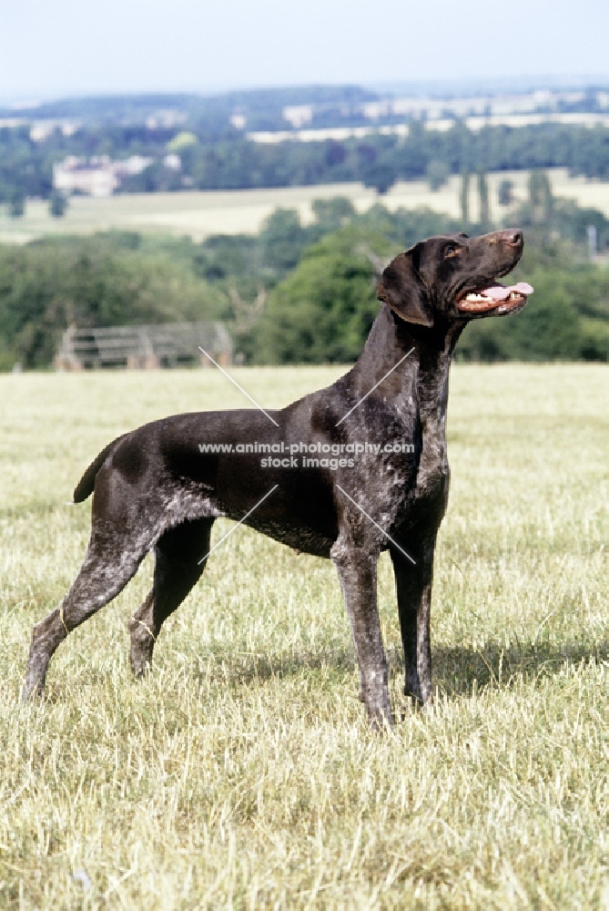 sh ch hillanhi laith (abbe) german shorthaired pointer 