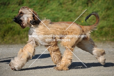 young Afghan Hound