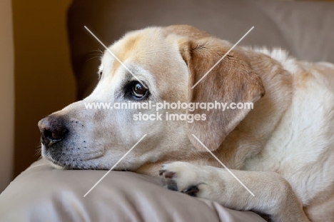 close up of yellow labrador with head down on arm of leather couch