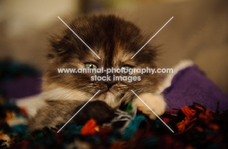 Scottish Fold kitten in blankets