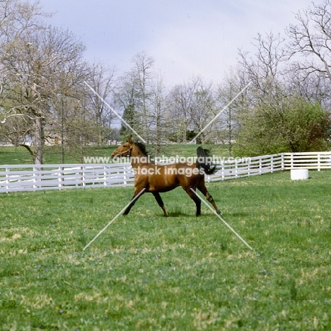 high ideal, standardbred, cantering exuberantly in stallion paddock at almahurst farm kentucky