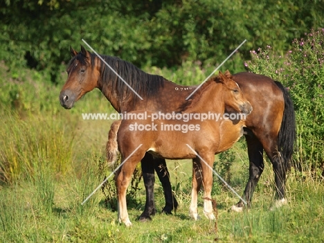 Welsh Cob (section d) mare with foal