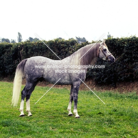 arab stallion standing on grass