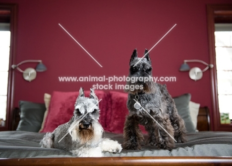 Salt and pepper and black Miniature Schnauzers on bed.