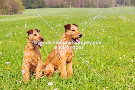 Irish Terrier pair looking aside