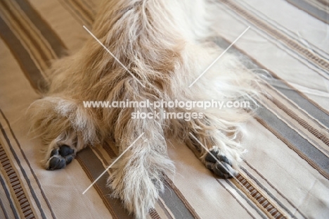 detail of terrier mix's back paws splayed