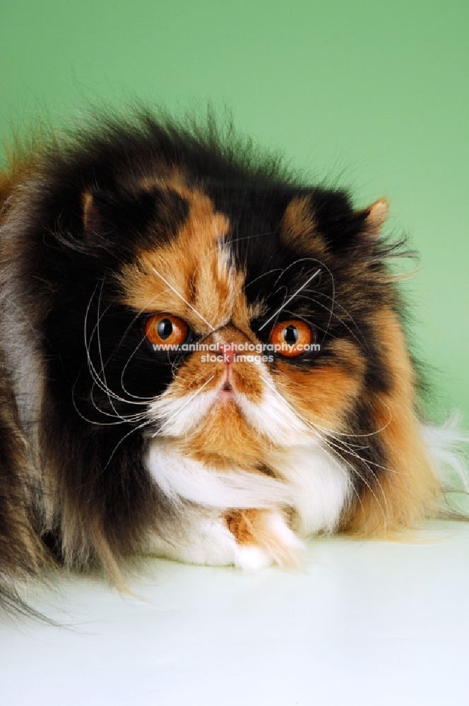 fluffy tortie and white persian cat, portrait