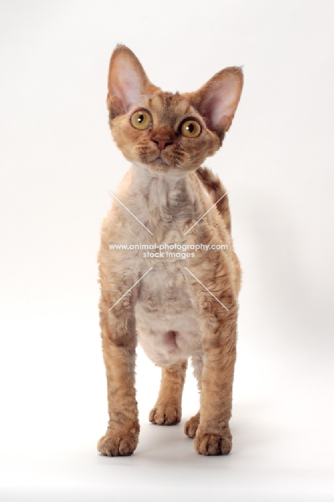 Devon Rex in Studio, chocolate mackerel torbie colour