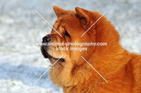 Chow profile