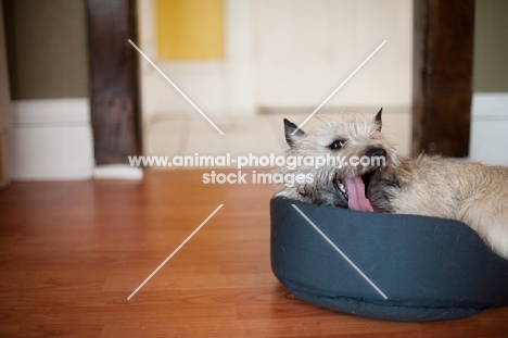 Cairn terrier snuggled in bed, yawning.