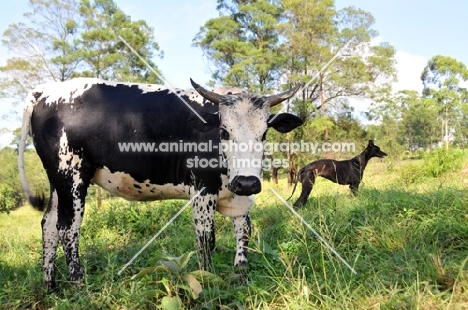 Nguni cattle with Canis Africanis