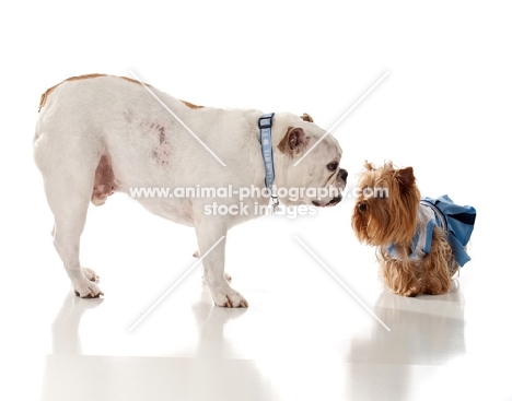 Bulldog looking at Yorkshire Terrier