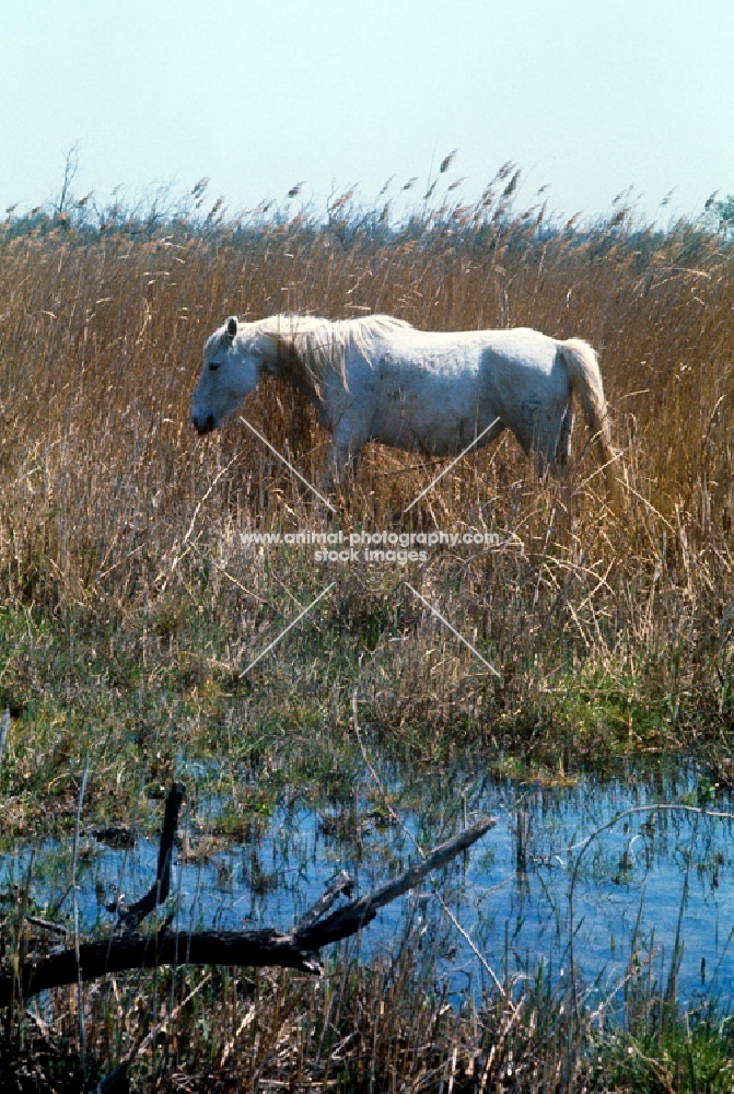Camargue pony in france