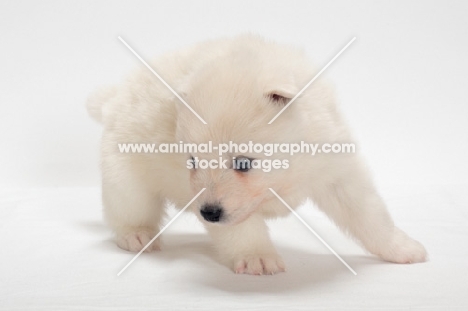 Samoyed puppy in studio