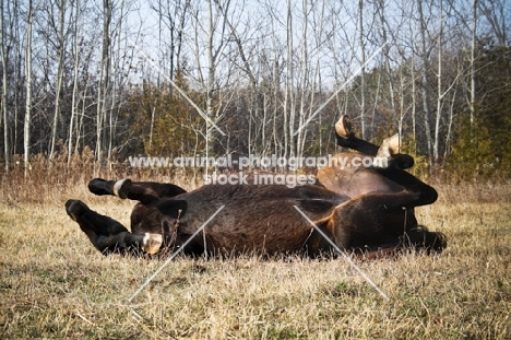 Quarter horse rolling in autumn grass