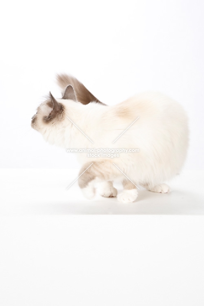 Birman cat, turning