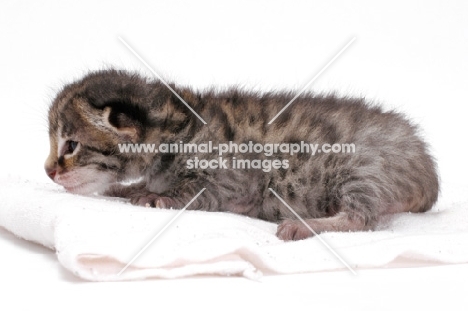 2 week old Asian Leopard kitten