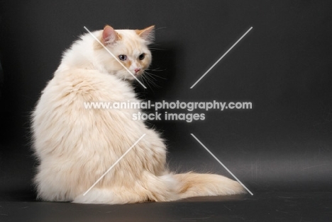 red point and white Ragamuffin on grey background, sitting down