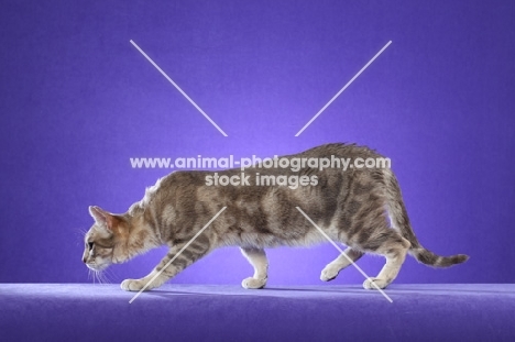 marble Australian Mist cat on periwinkle background, side view