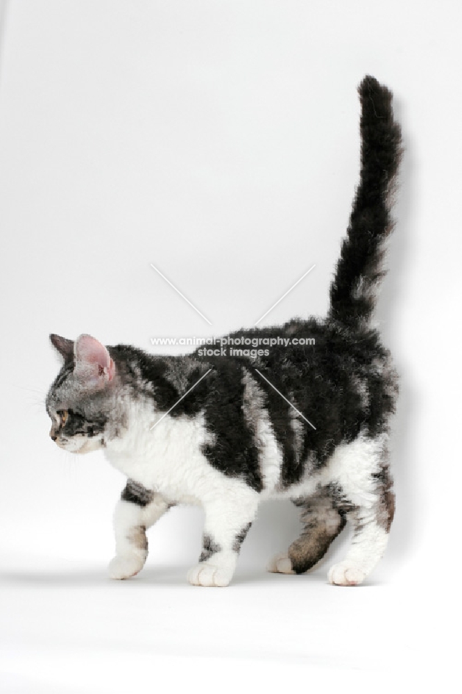 American Wirehair cat, Silver Classic Tabby & White coloured, walking on white background