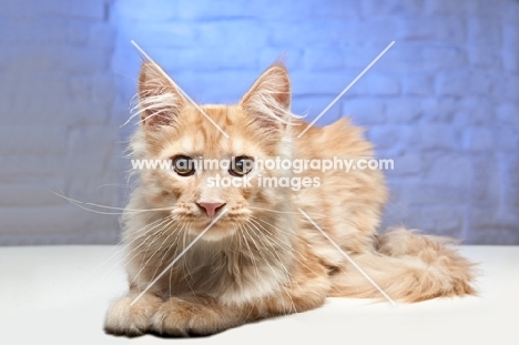 Maine Coon cat resting and looking towards camera