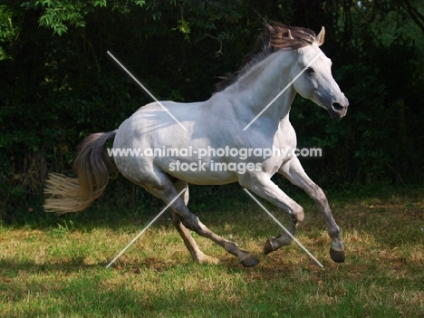 Lusitano in motion