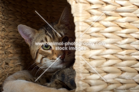 Bengal male cat crouched in a basket, studio shot