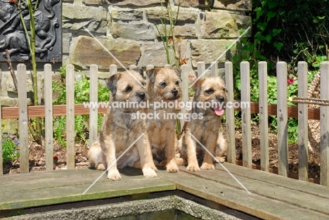 three border terriers