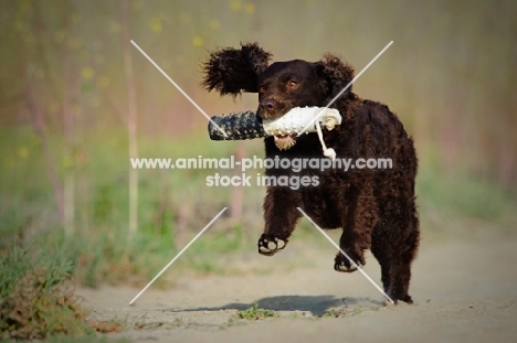 American Water Spaniel retrieving dummy