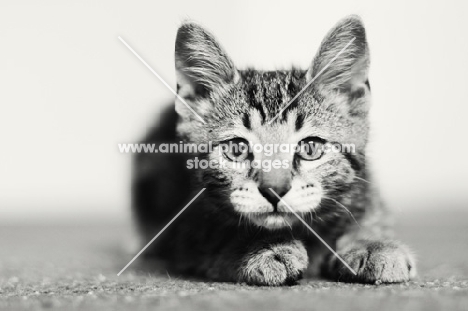 black and white picture of Household kitten, looking at camera