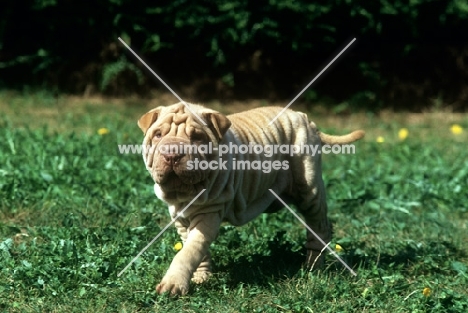 shar pei puppy striding out